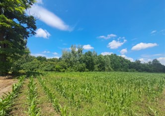 działka na sprzedaż - Bogunów